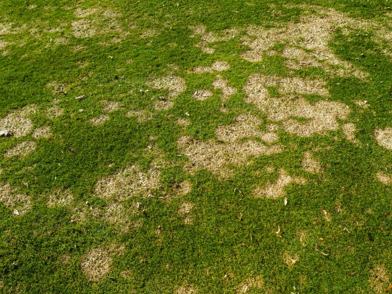 lawn disease control