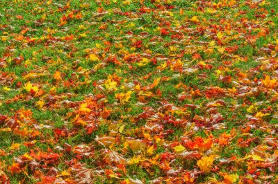Autumn Landscape Care