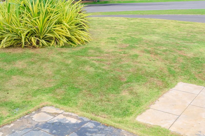 Post-Treatment Lawn