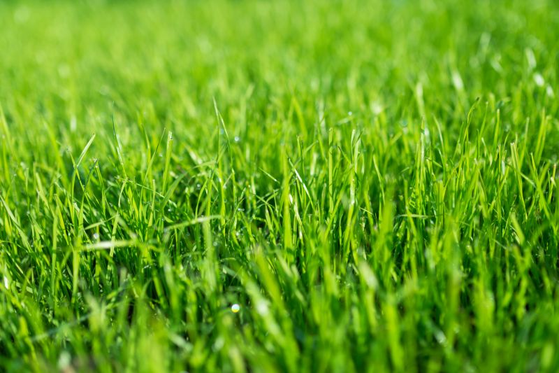 Healthy Lawn After Treatment